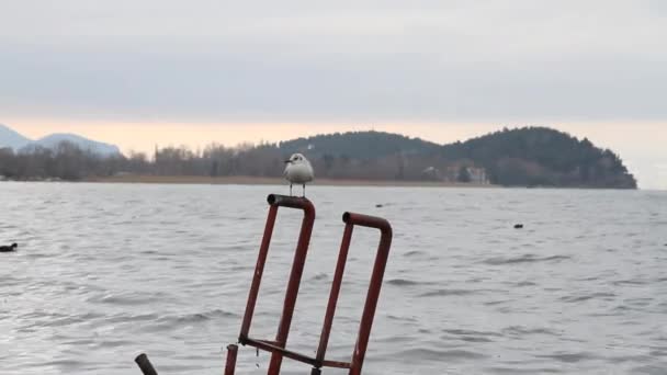 Apesar de gaivotas porto — Vídeo de Stock
