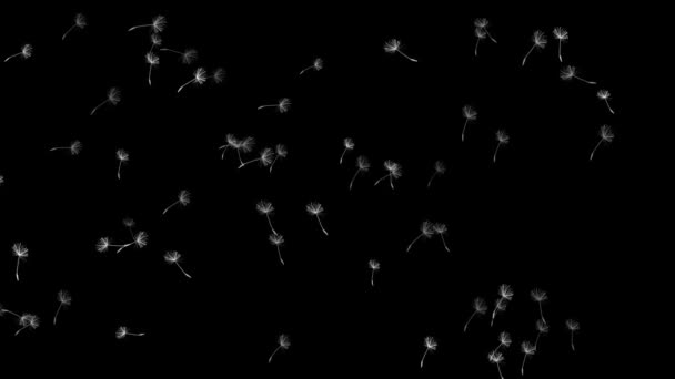Dandelion seed fly in space — Stock Video