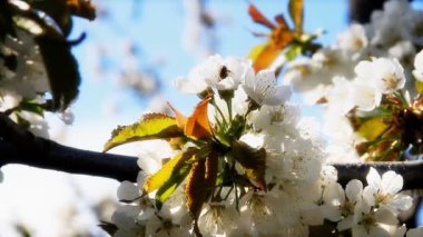 ilkbaharda Japon kiraz