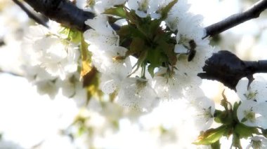 ilkbaharda Japon kiraz