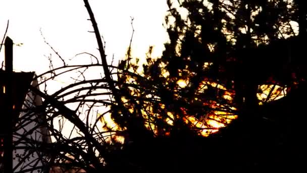 Nascer do sol no lapso de tempo da árvore — Vídeo de Stock