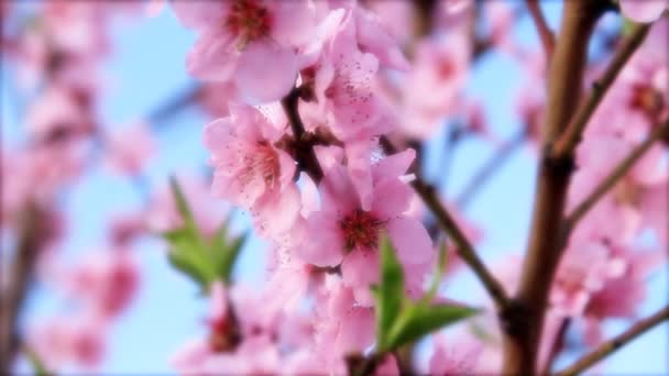 Японская вишня весной — стоковое видео