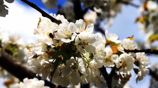 Japán cseresznye tavasszal — Stock videók