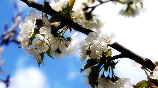 Japanische Kirsche im Frühling — Stockvideo