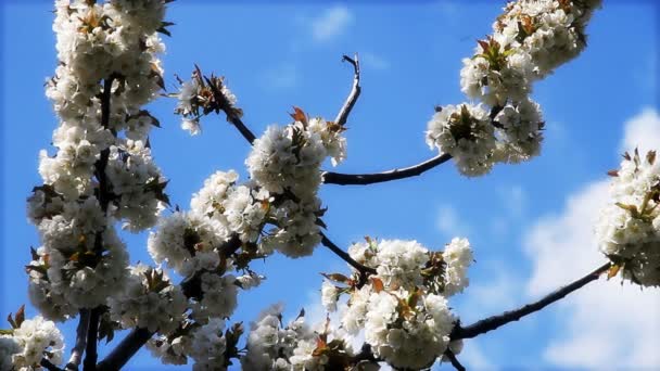 Cereza japonesa en primavera — Vídeos de Stock