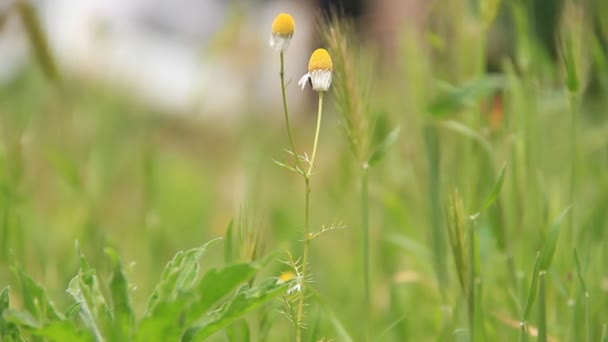 Flor de camomila no prado — Vídeo de Stock