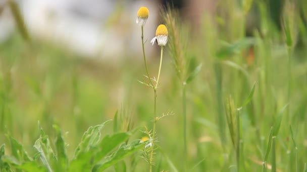 Fleur de camomille dans le pré — Video