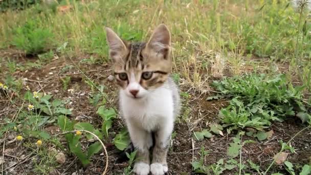 Kucing berdiri di atas rumput — Stok Video