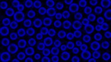 Mikro organizmalar mikroskopla gördüm