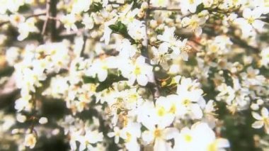 Bahar ağacı japans chery