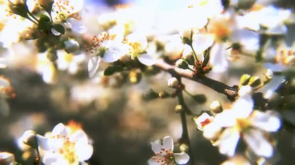 Våren träd japans chery — Stockvideo