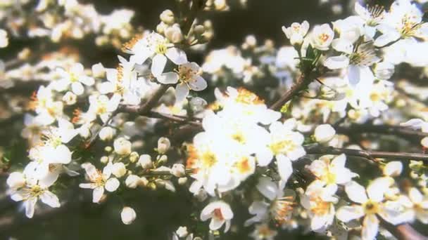 Primavera árbol japones chery — Vídeos de Stock