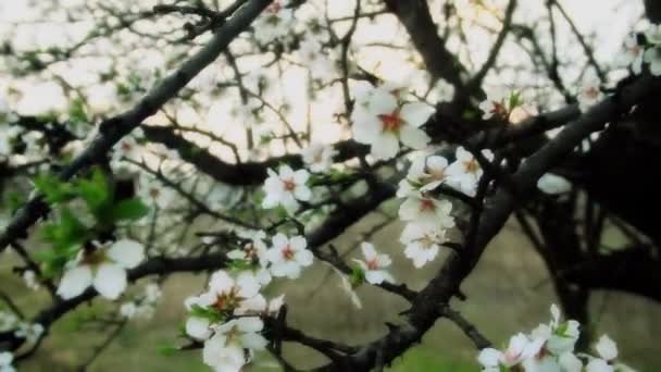 Primavera árbol japones chery — Vídeos de Stock