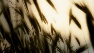 gün batımı çim alanı