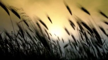 gün batımı çim alanı