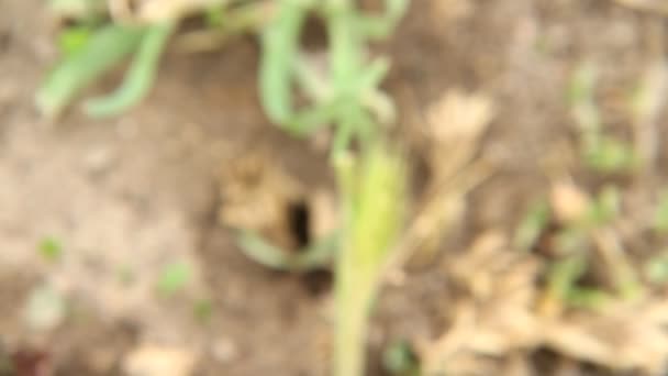 Macro formigas em seu rebanho — Vídeo de Stock