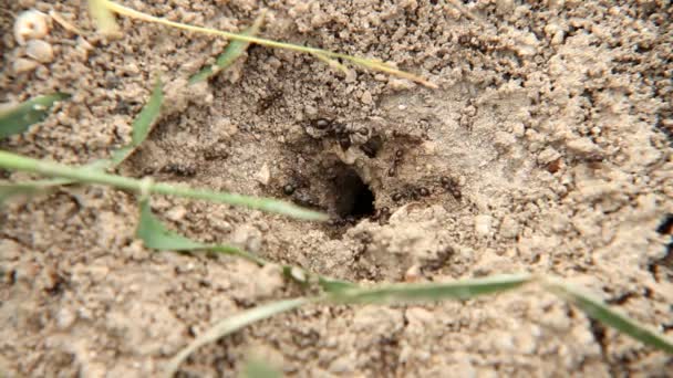 Макро мурахи в його зграї — стокове відео
