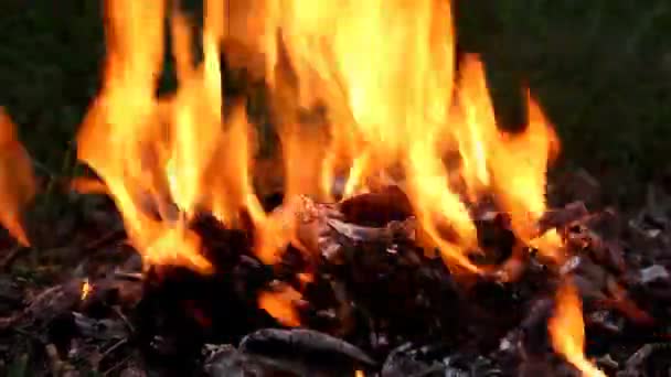 Tűz hely makró — Stock videók