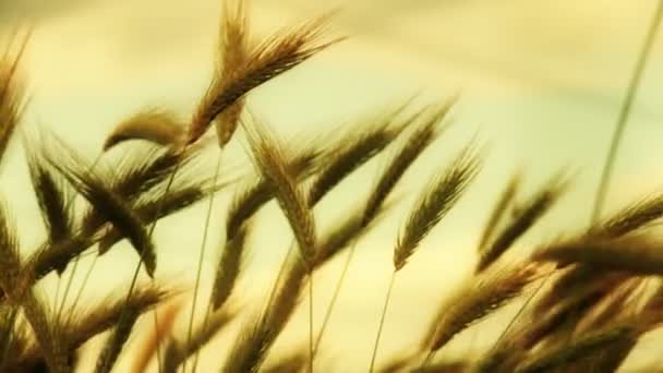Захід сонця трава в полі — стокове відео