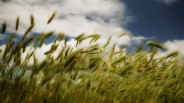 Трава в поле — стоковое видео
