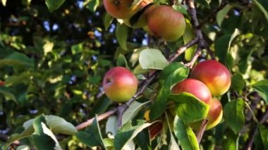 elma ağacı üzerinde