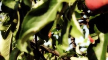 elma ağacı üzerinde