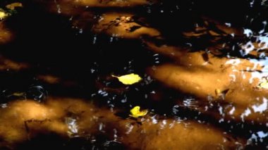 Doğal su birikintisi ve kurbağalar