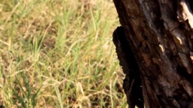 doğal yaşlı ağaç