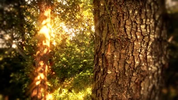 Природні дерева лісу — стокове відео
