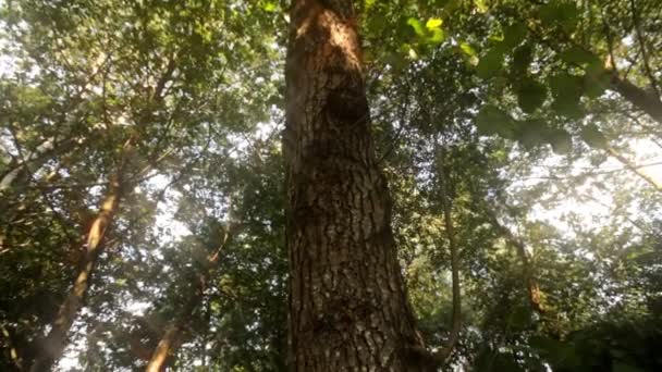 Φυσικό δάσος — Αρχείο Βίντεο