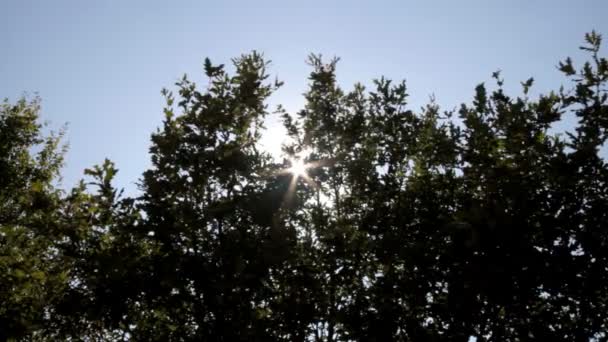 Forêt d'arbres naturels — Video