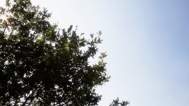 forêt d'arbres naturels 
