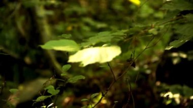 ormanda doğal güzelleştirmek