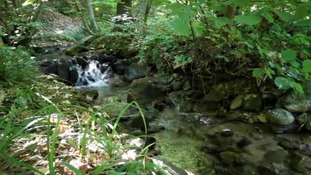 Ström flyter förbi skogen — Stockvideo