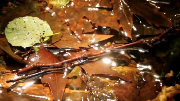 embellir le ruisseau naturel 