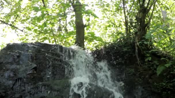 Waterfall in forest — Stock Video