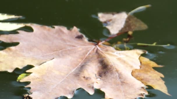 Осенний лист, плавающий в воде — стоковое видео