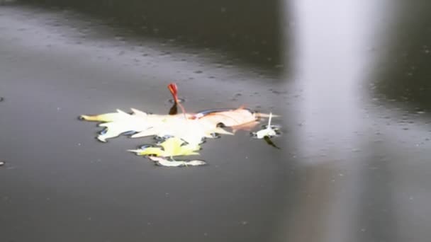 물에 떠 있는을 잎 — 비디오
