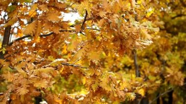 sonbahar meşe ormanı yapraklar