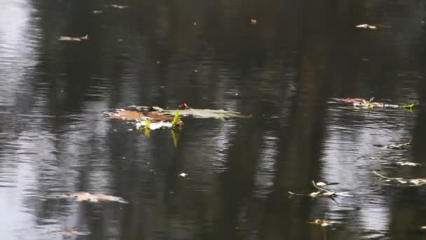 Hoja de otoño flotando en el agua — Vídeo de stock