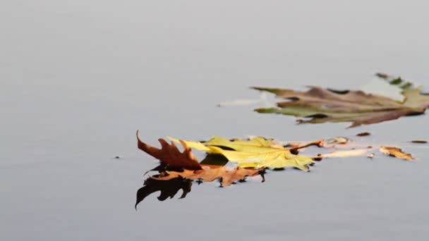 Осенний лист, плавающий в воде — стоковое видео
