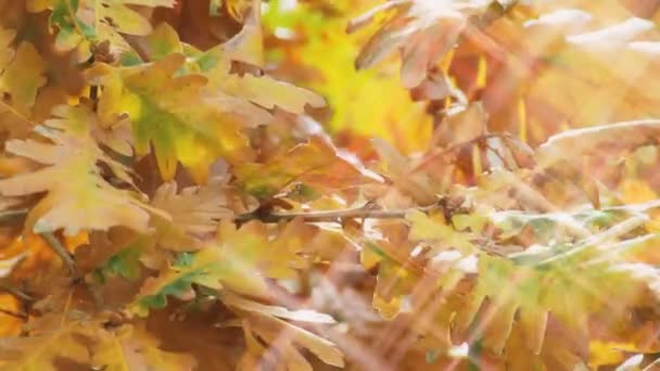 Autumn oak leafs forest — Stock Video