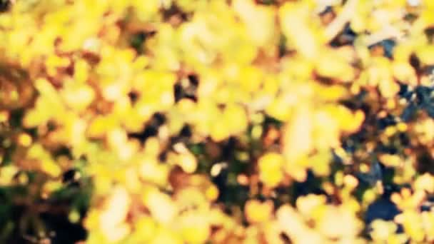 automne chêne feuillus forêt 