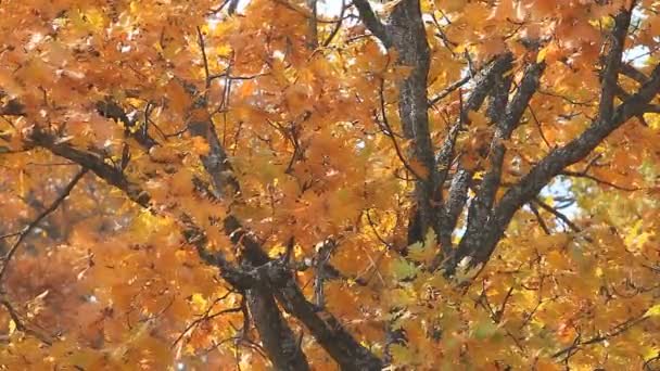 Hutan daun oak musim gugur — Stok Video
