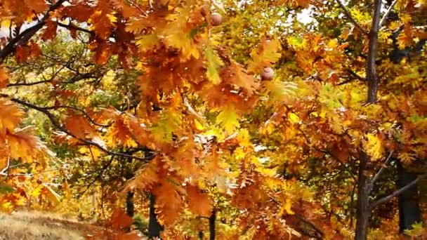 Осенний дубовый лес — стоковое видео