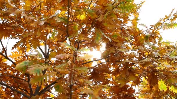 Осіннє дубове листя ліс — стокове відео