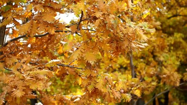 Herbst Eichenblätter Wald — Stockvideo