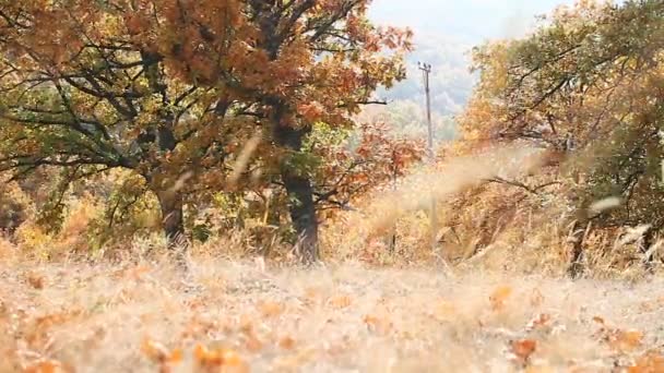 Naturrasen im Herbst — Stockvideo