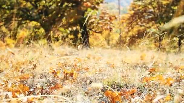 Sonbahar doğal çim — Stok video