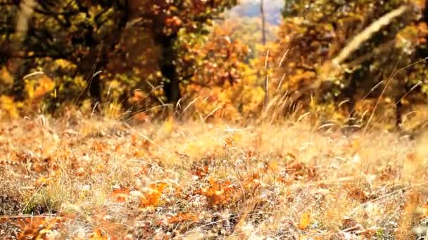 herbe naturelle d'automne 